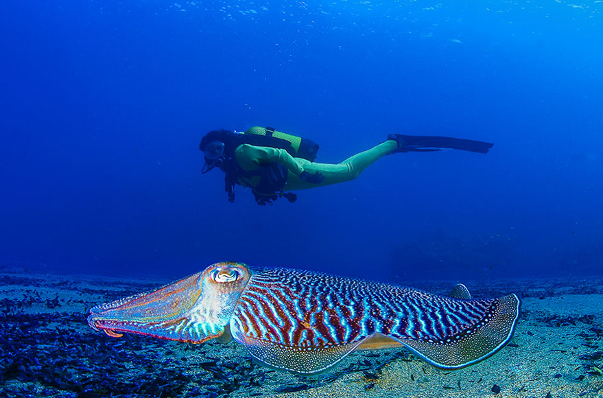 Aguilas buceo