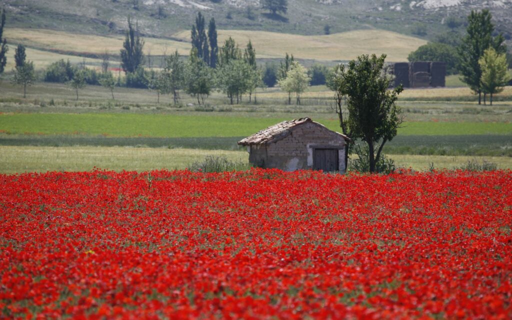 Amapolas en El Cerrato (Palencia)