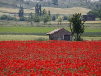 Amapolas en El Cerrato (Palencia)