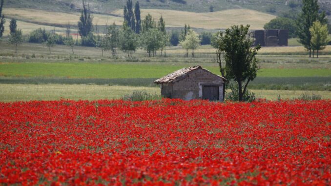 Amapolas en El Cerrato (Palencia)