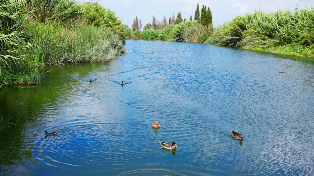 burriana patos