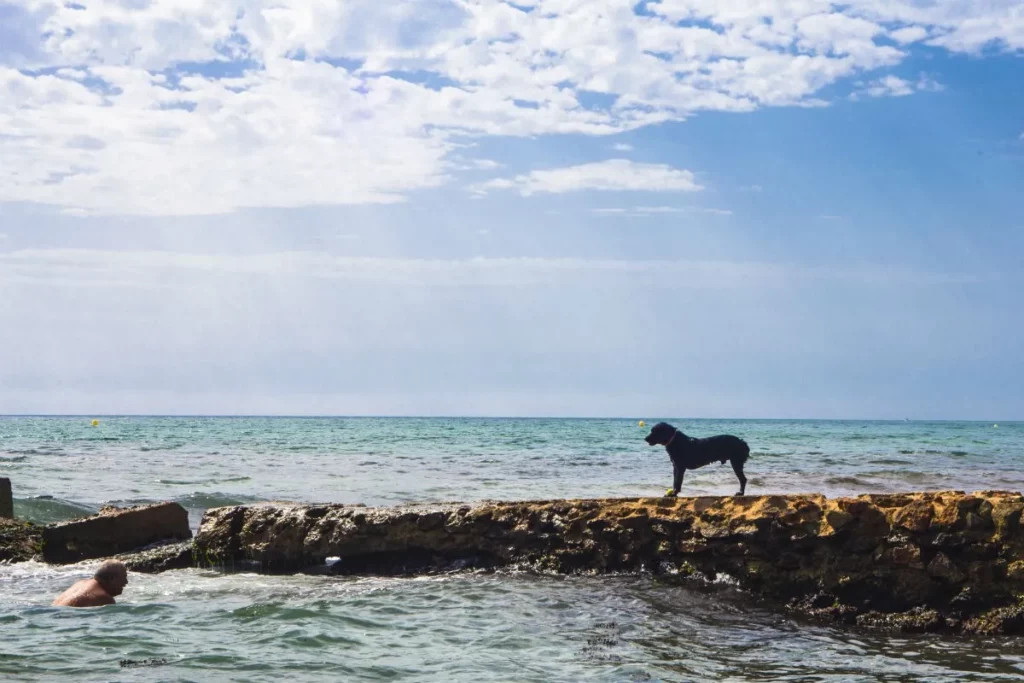 Alicante doggy beach 4 Playa Aguamarga Alicante