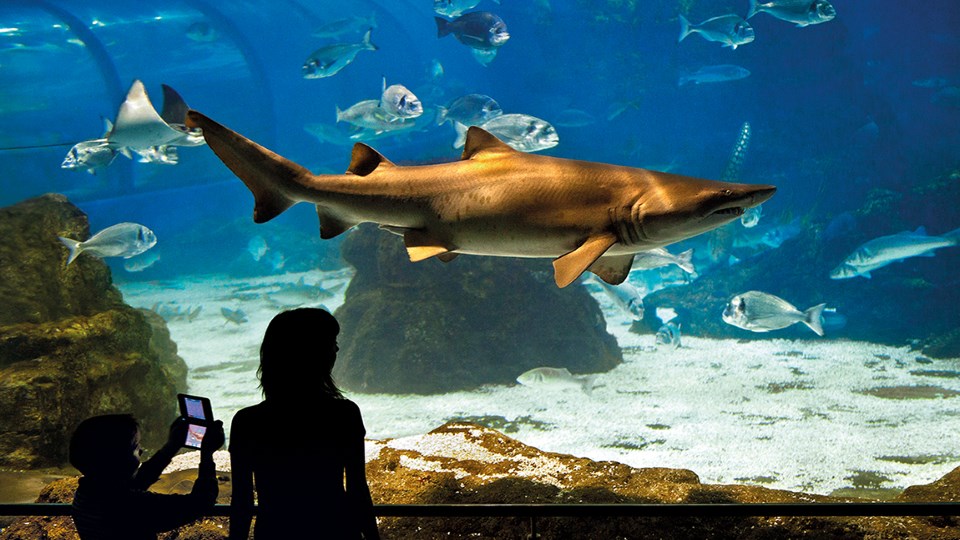 Un tiburón y peces exóticos en el Acuario de Barcelona. L`Aquarium.