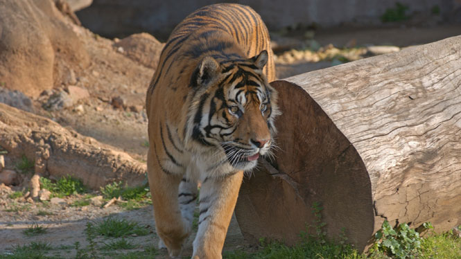 Un tigre en el Zoo de Barcelona