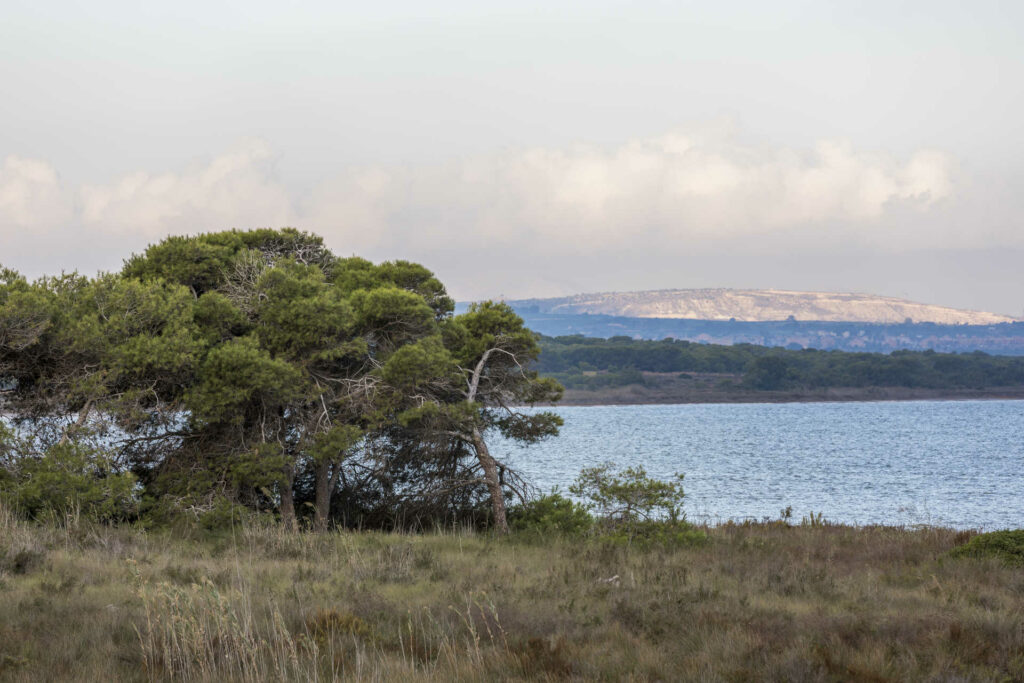 Laguna de Torrevieja