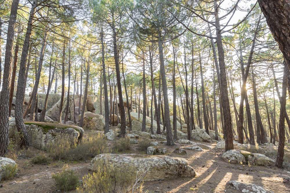 Pinares de Rodeno (Teruel). Ferran Mallol/Turismo de Aragón.