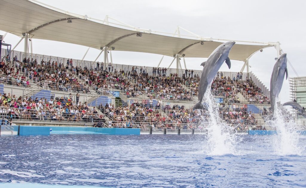 Delfines en el Oceanogràfic de Valencia.