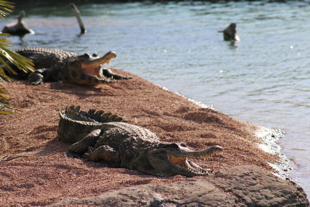 Cocodrilos en el Oceanogràfic de Valencia.