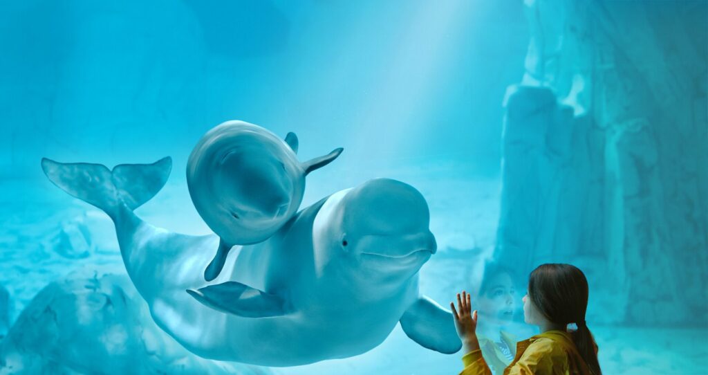 Belugas en el Oceanogràfic de Valencia.