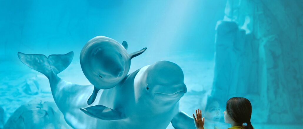 Belugas en el Oceanogràfic de Valencia.