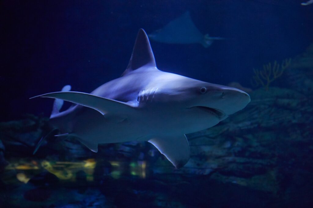 Tiburón en el Oceanogràfic de Valencia.