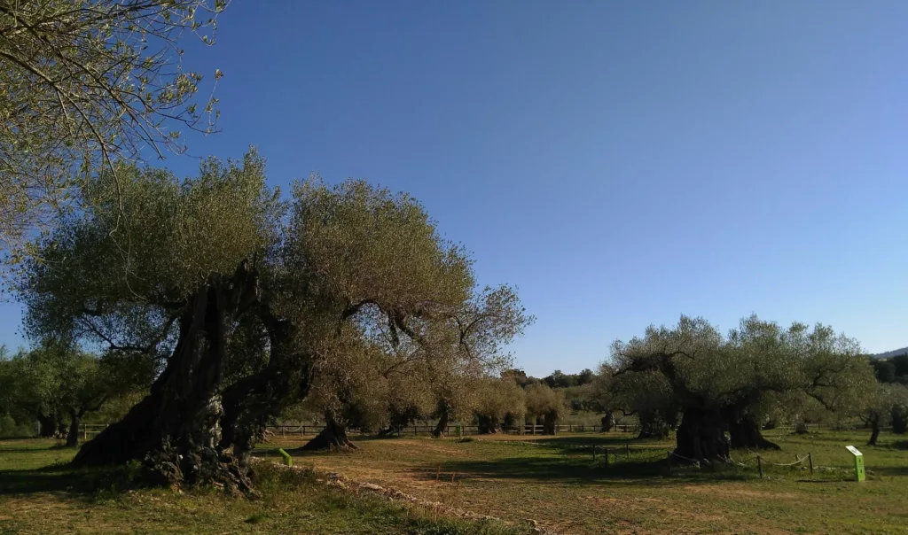 Museo de olivos milenarios de La Jana, Castellón