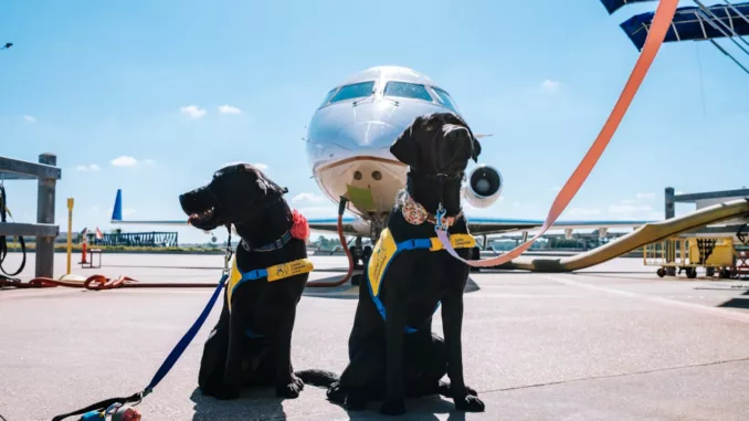 Perros en un aeropuerto. Pexels. Perros en un aeropuerto. Pexels.