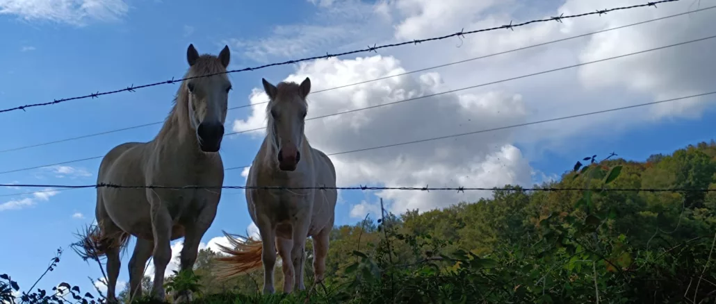 Camino de Baztán: belleza y soledad entre Bayona y Pamplona 1 Caballos salida Urdaz