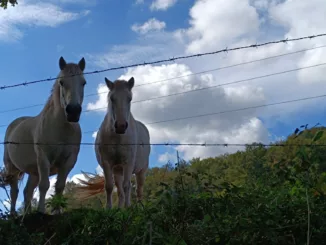 Camino de Baztán: belleza y soledad entre Bayona y Pamplona 1 Caballos salida Urdaz