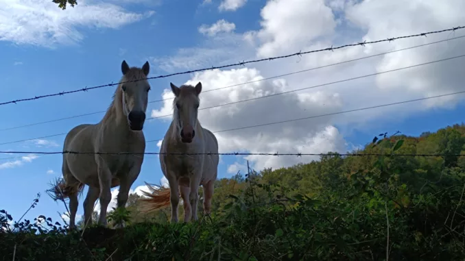 Caballos salida Urdaz