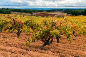 Escapada entre viñedos: paisajes idílicos, vinos ecológicos y una casa rural en LoAlto 1 Viñedos de LoAlto (Utiel-Requena). Imagen: SQV
