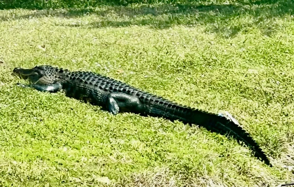 Ford Lauderdale y Everglades: por el sur de Florida 2 ever